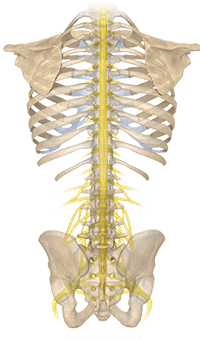  Een discus hernia is één van de meest voorkomende problemen van de rug